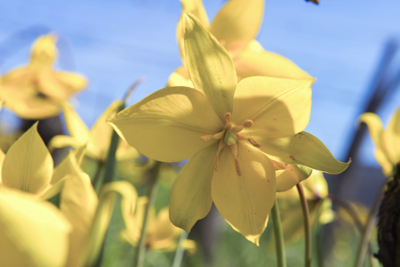 Flore Tulipe de vigne Tul_0384